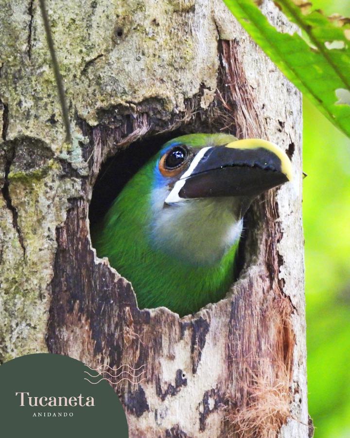 فندق Bosques De La Pradera مانيزاليس المظهر الخارجي الصورة